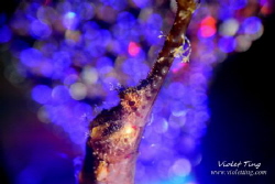 PipeFish in Disco Light by Violet Ting 